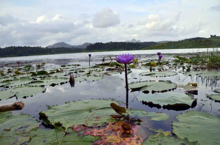 Lotus flowers blooming in a lake at Wayanad, a popular nature attraction near Wayanad Lakeshore Resort