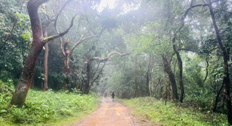 Lush green monsoon landscape in Wayanad showcasing misty forests and scenic nature trails